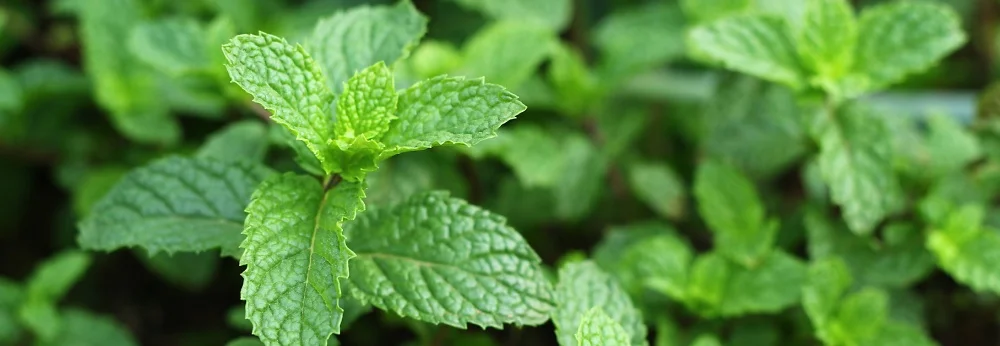 Nahaufnahme von Minzpflanzen